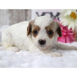 Cavapoo Puppy Blanche