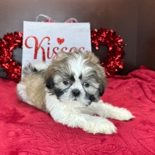 Shih Tzu Puppy Kaylee