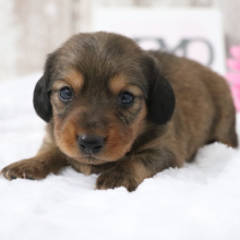 Dachshund Puppy Franklin