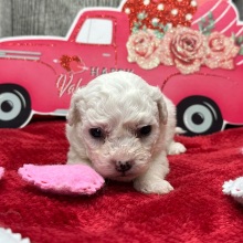 Bichon Frise Puppy Winter