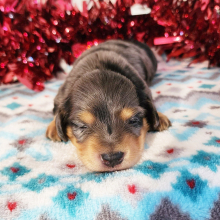 Dachshund Puppy Rylee