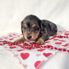 Dachshund Puppy Rylee