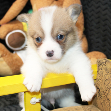 Pembroke Welsh Corgi Puppy Abram