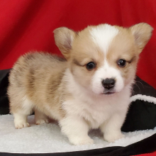 Pembroke Welsh Corgi Puppy Petal