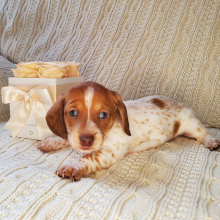 Dachshund Puppy Selma