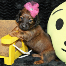 Dachshund Puppy Jilly