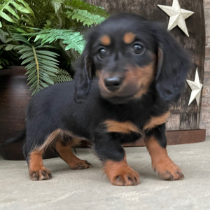 Dachshund Puppy Jana