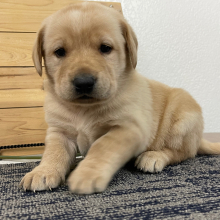 Labrador Retriever Puppy Cody