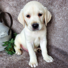 Labrador Retriever Puppy Easton