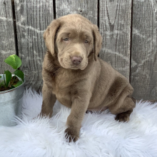 Labrador Retriever Puppy Willow