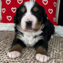 Bernese Mountain Dog Puppy Braxton