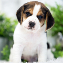 Beagle Puppy Sawyer
