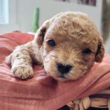 Goldendoodle Puppy Indie
