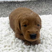 Goldendoodle Puppy Larry