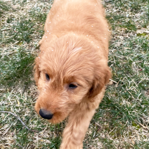 Goldendoodle Puppy Larry