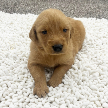 Golden Retriever Puppy Bejay