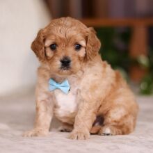 Cavapoo Puppy Zach