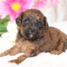 Poodle Puppy Basil