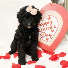 Poodle Puppy Fiona