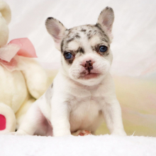 French Bulldog Puppy Donald