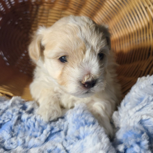 Maltipoo Puppy Peyton