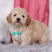 Bichonpoo Puppy Alexander