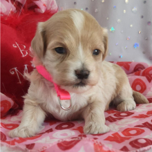 Maltipoo Puppy Cyrus