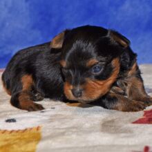 Yorkshire Terrier Puppy Daphne