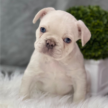 French Bulldog Puppy Winston