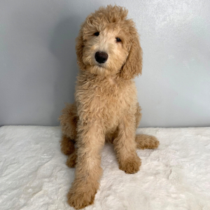 Goldendoodle Puppy Star