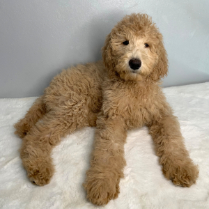 Goldendoodle Puppy Star