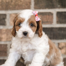 Cavapoo Puppy Miss Clementine