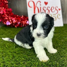 Havanese Puppy Silvester