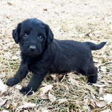 Labradoodle Puppy Lina