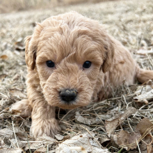 Labradoodle Puppy Ivan