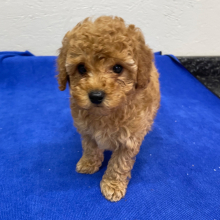 Poodle Puppy Jeter