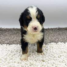 Bernese Mountain Dog Puppy Justin