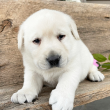 Labrador Retriever Puppy Kade