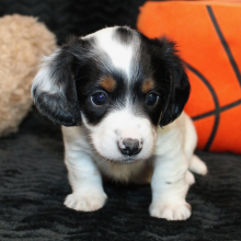 Dachshund Puppy Azrael