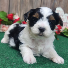 Yorkshire Terrier Puppy Winston