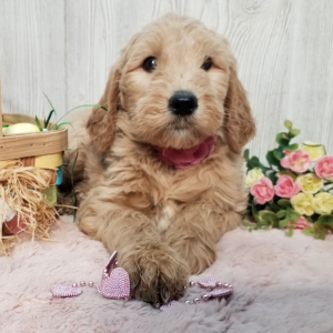 Goldendoodle Puppy Candy