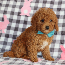 Puppy
