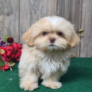 Shih Tzu Puppy Oliver