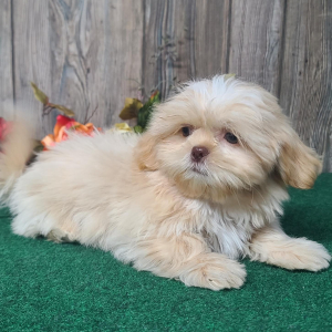 Shih Tzu Puppy Oliver