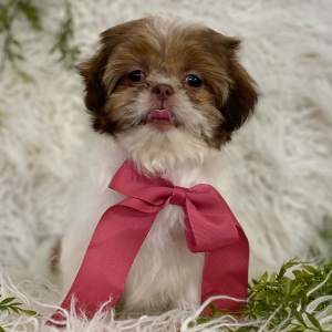 Shih Tzu Puppy Mittens