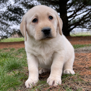 Labrador Retriever Puppy Lily