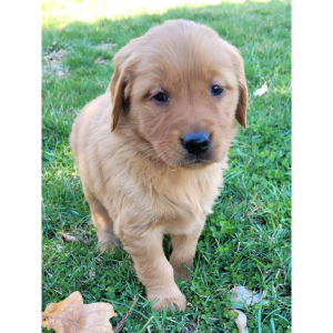 Golden Retriever Puppy Jojo