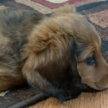 Puppy
