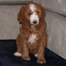 Poodle Puppy Jerica
