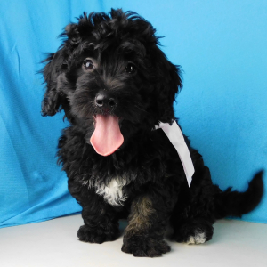 Bernedoodle Puppy Quennell